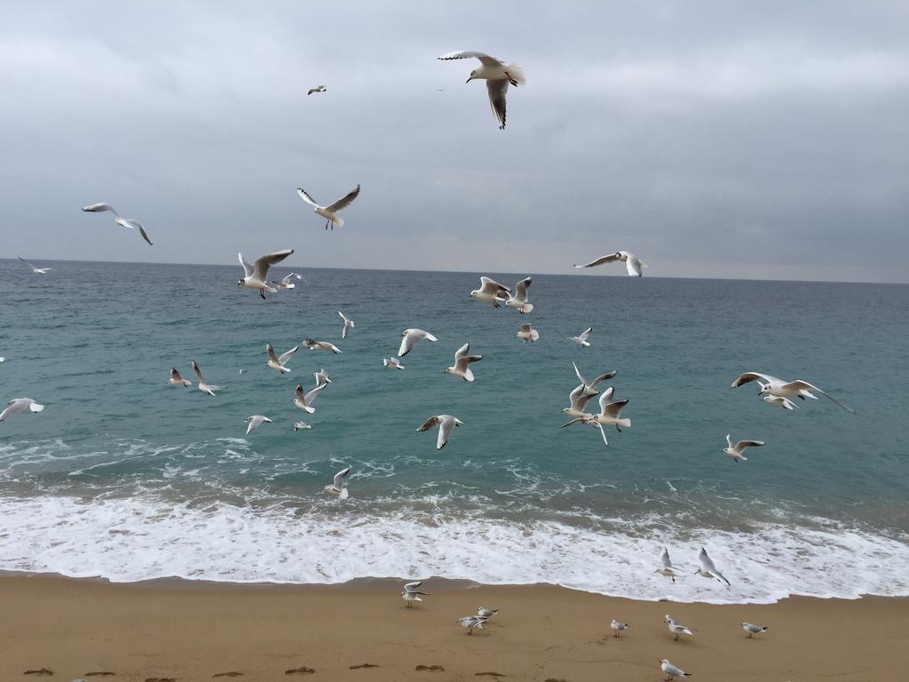 Dionysos Vue Mer 칸느 객실 사진